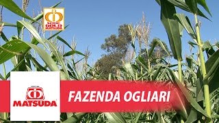 Fazenda Ogliari ILP  Brachiaria e Milho [upl. by Alym249]