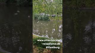 hamburg alster schwan hohenfelde [upl. by Cusick]