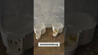 Wasser in der Ameisenhaltung  Warum Wasser für Ameisen unerlässlich ist [upl. by Idelle446]