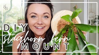 How To Mount A Staghorn Fern  DIY Mounting Staghorn Fern  Living Wall Art  Houseplant DIY [upl. by Floridia443]