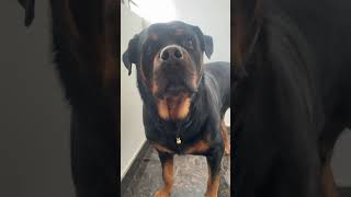 Rottweiler  Aggressive dog [upl. by Lib734]