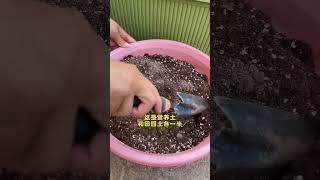 How to grow romaine lettuce seedlings lettuce growing gardening plantingtips growingtips [upl. by Terrena]