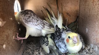 COCKATIEL BIRD BREEDING PROGRESS  bird setup ki update or new bird bhi add kiye [upl. by Perle]