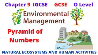 Pyramid of Numbers IGCSE Environmental Management 0680 [upl. by Matejka]