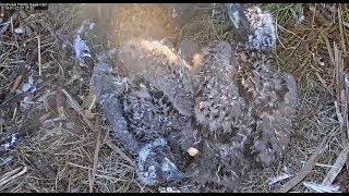 SWFLPreening Relaxing Pin feathers E13 attacks E12 20190122 [upl. by Lienhard]