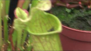 Carnivorous Sarracenia Pitcher plant swallows fly [upl. by Schalles583]