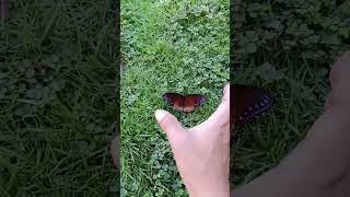 Catching Money Butterfly 🦋😁 outdoor butterfly [upl. by Dysart]