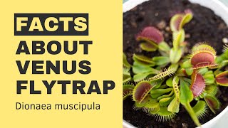 FACTS about VENUS Flytrap Dionaea muscipula Carnivorous Plant  MOODY BLOOMS [upl. by Lani]