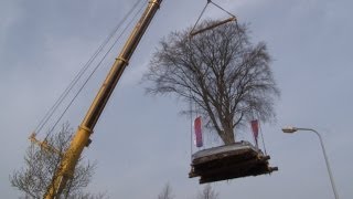 0297 TV  Uithoorn verplant monumentale rode beuk [upl. by Agn]