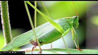 Understanding Insect Sounds Natures Orchestra [upl. by Neomah850]