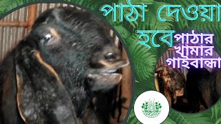 pata sagol  patha sagoler khamar  পাঠা ছাগলের খামার  পাঠা ছাগলের খামার গাইবান্ধা।। [upl. by Eeryn]