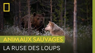 Deux loups rusent pour voler une carcasse aux ours [upl. by Razatlab56]