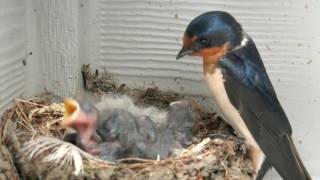 Baby Barn Swallows  Day 4 [upl. by Chae42]