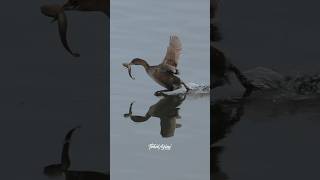 Piedbilled Grebe running on water to get away from another grebe who is after its catch birds [upl. by Noelc]