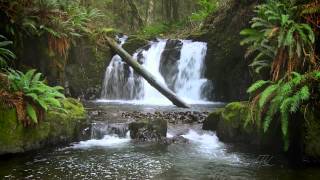 The Forest Waterfall HD  The Calming Sound of Water [upl. by Sharleen]