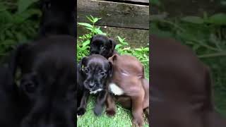 Patterdale Puppies From Alfie Pt 2 puppy patterdaleterrier premierpups puppytraining [upl. by Inamik]