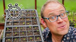 The Secret to Healthy Seedlings 🌱 How to Transplant Them [upl. by Eetnahc]