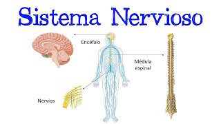 🧠 ¿Qué es el Sistema Nervioso 🧠 Fácil y Rápido  BIOLOGÍA [upl. by Oigimer]