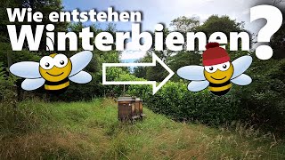 Wie entstehen Winterbienen Switching2Wintermode V2 [upl. by Sitoiganap700]