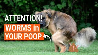 I FOUND WORMS in My DOGS PooP 🐶😨¡HELP [upl. by Meredeth]