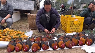 FULL VIDEO  Zon sells wild chickens vang hoa king kong amazon [upl. by Hennebery788]