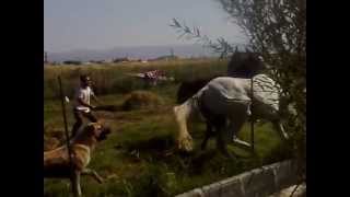 Naxcıvan Atlarin doyusu horses fighting [upl. by Atinob]