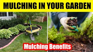 The Benefits of Mulching in Your Garden [upl. by Id]