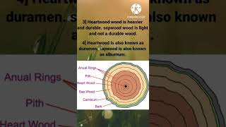 Differences between Heartwood and Sapwood [upl. by Foss243]