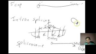 Central Dogma Transcription Translation [upl. by Akinihs]