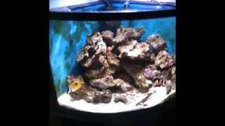 How to Introduce Zoanthids to a reef tank [upl. by Nrev]