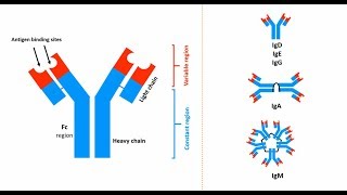 Antibodies Structures types and functions [upl. by Atipul]