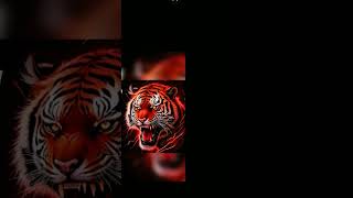 Left right tiger trance 2024 25 special most bihav geet viral videos [upl. by Wendell]