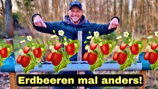 Genialer Trick um MEHR Erdbeeren zu ernten 🍓 [upl. by Ysus]