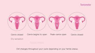 5 What is Cervical Mucus and what is it telling you [upl. by Gamal]