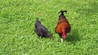 Coq Marans féconde ses poules  Rooster Marans fertilized his chickens [upl. by Llerehs]