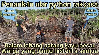 VIRAL PENAR1KAN KELUAR NYA ULAR PYTHON RAKSASA DARI LOBANG BATANG KAYU DI KEBUN WARGA SEMUA HEBOH [upl. by Staten]