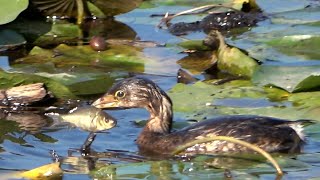 Piedbilled grebe catching a fish slow motion at burnaby lake 2020 10 06 [upl. by Kari]