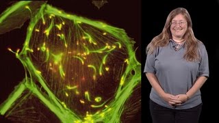 Julie Theriot Stanford HHMI 1 Protein Polymers Crawling Cells and Comet Tails [upl. by Frankie]