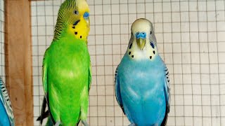 Chirping of Parakeet Budgie Birds 4 Hr  Listen to Nature Bird Songs Meditation to Reduce Stress [upl. by Borras]