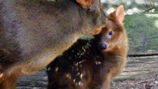 Cute Baby Pudu One day old [upl. by Llewellyn]