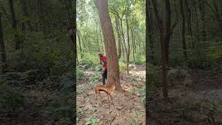 Real deer🦌 catching up 😲 in jangali deer se nature youtubeshorts animals wildlife shots vfx 😱🦌 [upl. by Llehsram]