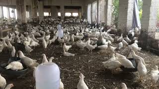 Poultry Farming in Pakistan  poultry farming egg production  part 5 [upl. by Tare356]