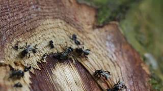 Stingless Bee Trigona Spp [upl. by Rodriguez100]