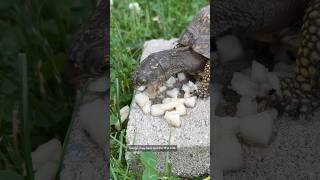 Turtle Taste Test Squirtle and Jelly Bean pick between pear and mango turtle boxturtle tastetest [upl. by Ahsatsana]