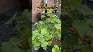 Growing Cucumbers in Containers shorts garden vegetables [upl. by Akkin]