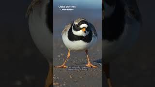 Common Ringed Plover  Species Fact Card [upl. by Carlie]