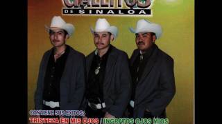 Los Gallitos de Sinaloa  El mudo [upl. by Season]