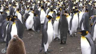 King Penguin Vocalizations  Listen to the magical sounds of King Penguins [upl. by Intruok]