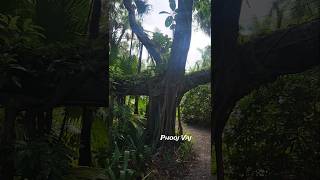 Banyan Tree [upl. by Calvin]