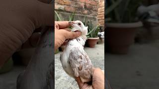 Pet house mai dher sare pets ki entry hone wali hai kabootar pet animals vlog minivlog birds [upl. by Stoneham99]